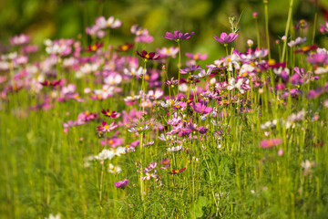 Obraz na płótnie Canvas Soft focus cosmos flowers in the garden.Field of blooming colorful flowers on a outdoor park.Selective focus.