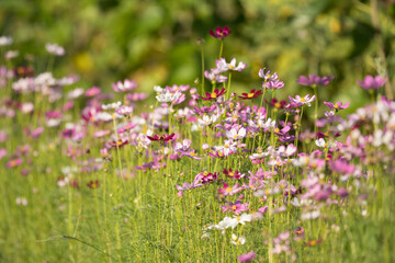 Soft focus cosmos flowers in the garden.Field of blooming colorful flowers on a outdoor park.Selective focus.
