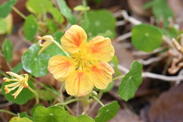 Fototapeta premium 黄色の花 ナスタチウム