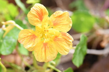 Fototapeta premium 黄色の花 ナスタチウム