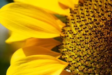 Close up sunflower blooming in the field.Beautiful sunflower on a sunny day.Yellow flower garden with a natural background. Selective focus.