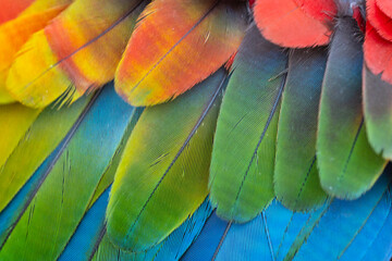 The colorful wings of beautiful macaw.Multicolor with red yellow orange, green and blue shades,...
