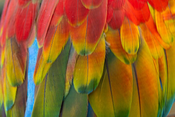 The colorful wings of beautiful macaw.Multicolor with red yellow orange, green and blue shades, exotic nature background of bird feather texture.s.