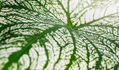 Leaves abstract nature background