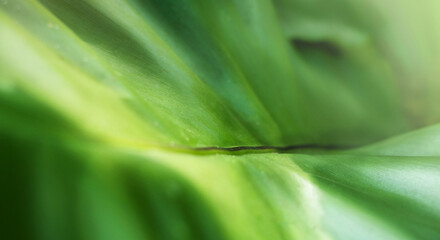 Nature green leaf abstract background