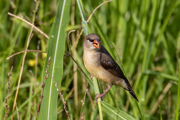 Nature wildlife of female Red Avadavat (Amandava amandava) sitting on a green grass