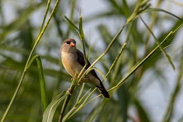 Nature wildlife of female Red Avadavat (Amandava amandava) sitting on a green grass