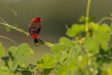 Nature wildlife image of Male Red Avadavat (Amandava amandava) sitting on a green grass