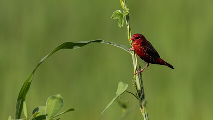 Nature wildlife image of Male Red Avadavat (Amandava amandava) sitting on a green grass