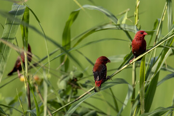Nature wildlife image of Male Red Avadavat (Amandava amandava) sitting on a green grass