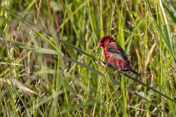 Nature wildlife image of Male Red Avadavat (Amandava amandava) sitting on a green grass
