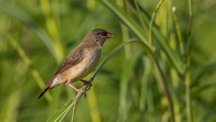 Nature wildlife of female Red Avadavat (Amandava amandava) sitting on a green grass