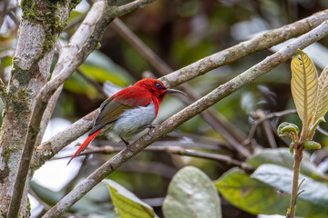 Beautiful Temminck's Sunbird (Aethopyga temminckii) in montane forest Sabah ,Borneo