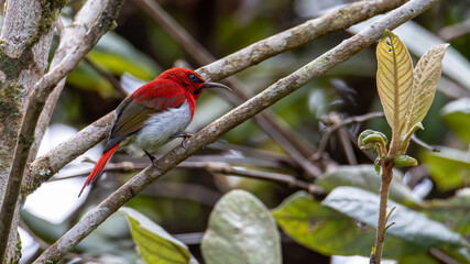 Beautiful Temminck's Sunbird (Aethopyga temminckii) in montane forest Sabah ,Borneo