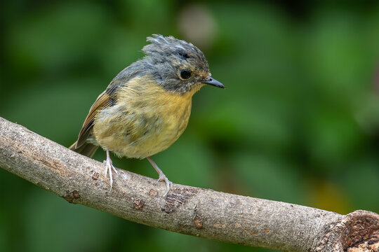 Nature Wildlife Bird Species Of Snowy Browed Flycatcher Found In Borneo, Sabah,Malaysia