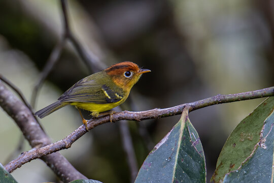 Nature wildlife of small bird know as Yellow breasted warbler perching on tree branch