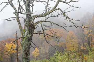 Trees and fog, Shenandoah National Park, Virginia