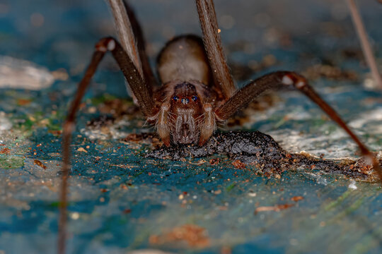 Adult Recluse Spider