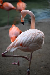 flamingo in the zoo