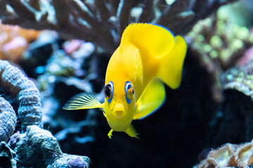 yellow lemon peel angelfish