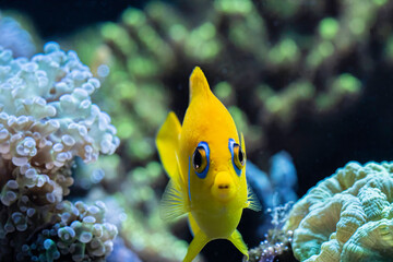 A lemon peel angelfish outside of its coral rock cave 