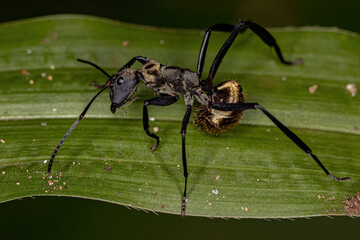 Female Adult Shimmering Golden Sugar Ant