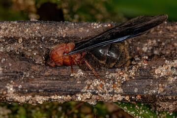 Adult Fire Ant