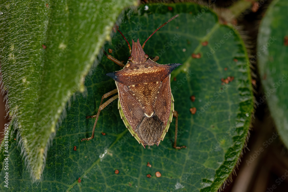 Wall mural adult Green belly bug