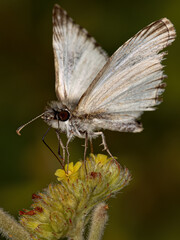 Adult Checkered Skipper