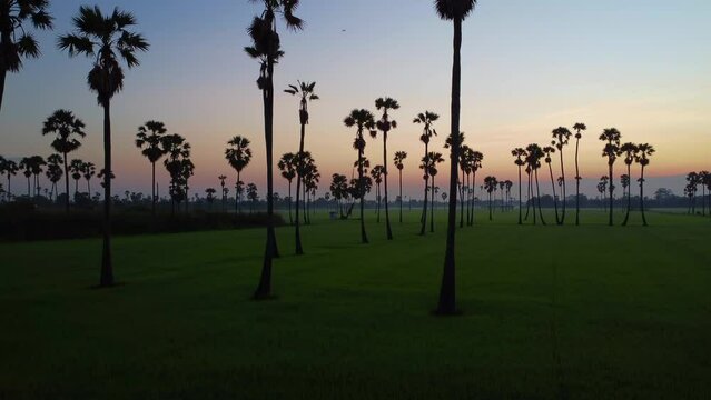 Fly over sugar palm trees and morning sun with paddy filed landscape view.