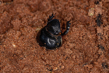 Dead Adult Small Dung Beetle Head