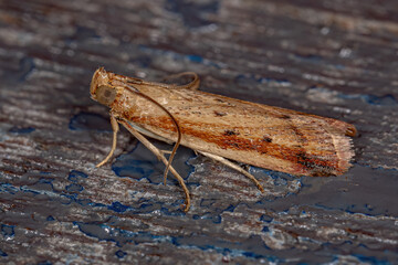 Adult Pyralid Snout Moth