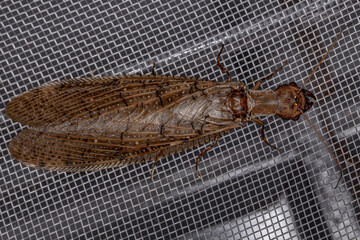 Adult Female Dobsonfly Insect
