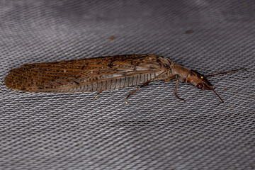 Adult Female Dobsonfly Insect