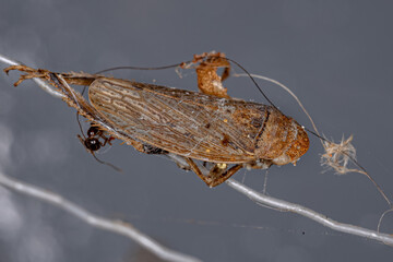 Dead Small Typical Leafhopper
