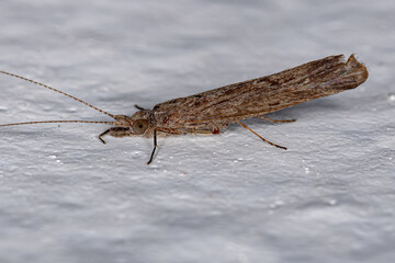 Adult Female Caddisfly Insect