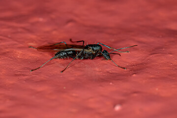 Adult Male Winged Carpenter Ant