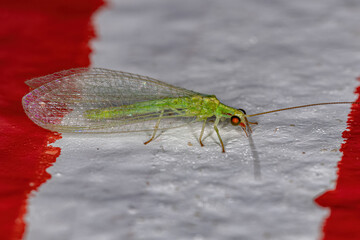 Adult Typical Green Lacewing