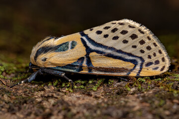 Adult Hieroglyphic Moth