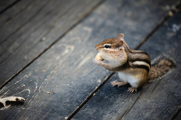 chipmunk, Marmotini eating in the park