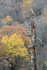 Deciduous trees and foreground snag, Shenandoah National Park, Virginia