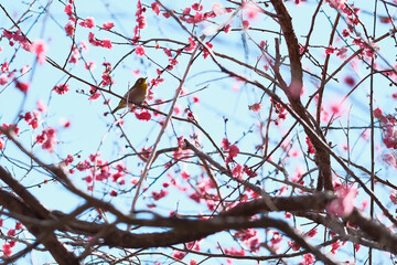 梅の花　メジロ　鳥　日本