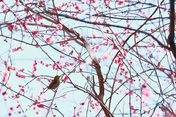 梅の花　メジロ　鳥　日本