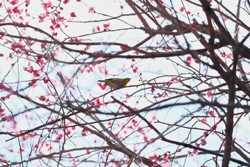 梅の花　メジロ　鳥　日本