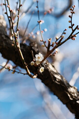 梅の花 日本