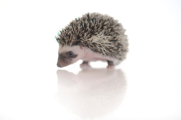  Small hedgehog on a white background with reflection.Baby hedgehog.African pygmy hedgehog.prickly pet.  © Yuliya