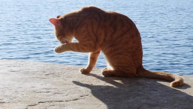 Lovely ginger cat washes against background of the sea, licking its paw and sitting on the concrete parapet on embankment, side view. Nice sunny day on the seashore
