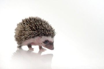  Small hedgehog on a white background with reflection.Baby hedgehog.African pygmy hedgehog.prickly pet. Gray hedgehog with white spots. 