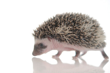  Small hedgehog on a white background with reflection.African pygmy hedgehog.prickly pet. Gray hedgehog with white spots. 