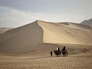Fototapeta premium camels in the desert